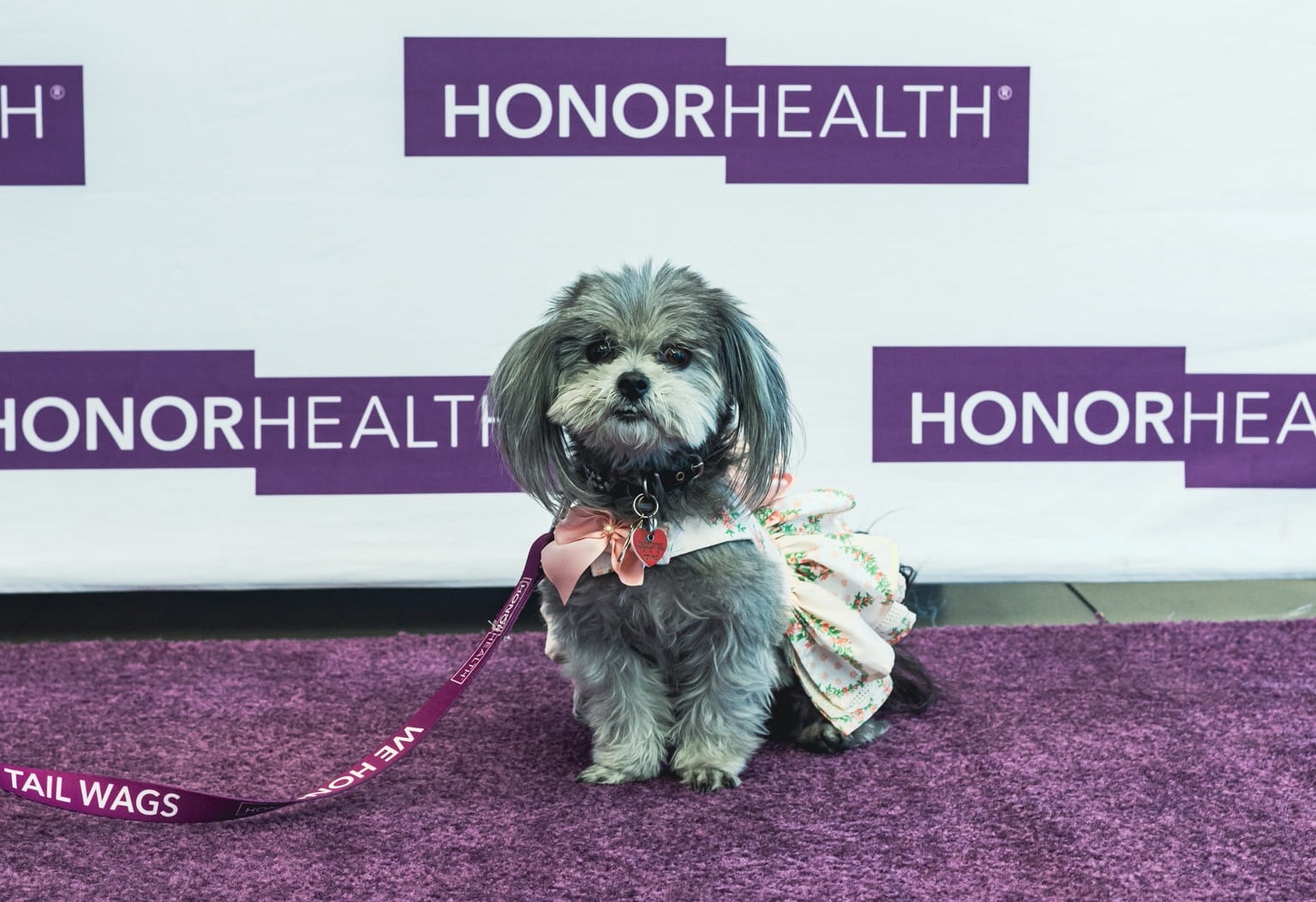 A small, gray long-haired dog wearing a floral dress and a pink bow sits on a purple carpet in front of an HonorHealth backdrop.